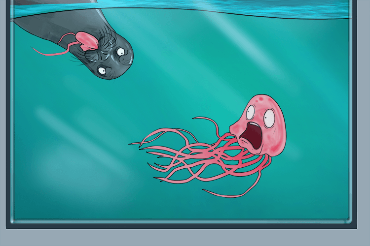 The seal entered the water and ate (coelenterate) all the jellyfish in the aquarium (aquatic)